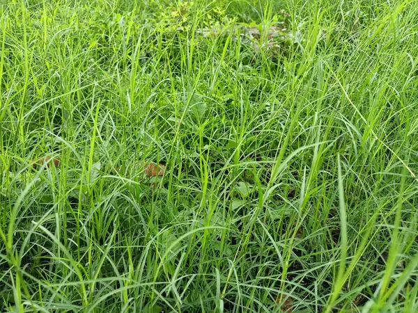 Islak ve taze yabani otların doğal manzarası