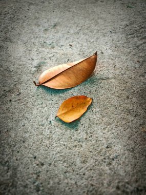 Kaba bir yüzeyde iki kuru yaprak var.