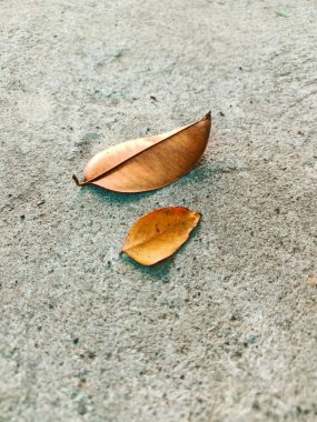 Kaba bir yüzeyde iki kuru yaprak var.