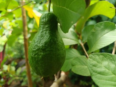 Hâlâ genç ve ağacın dalına bağlı olan guava meyvesi.