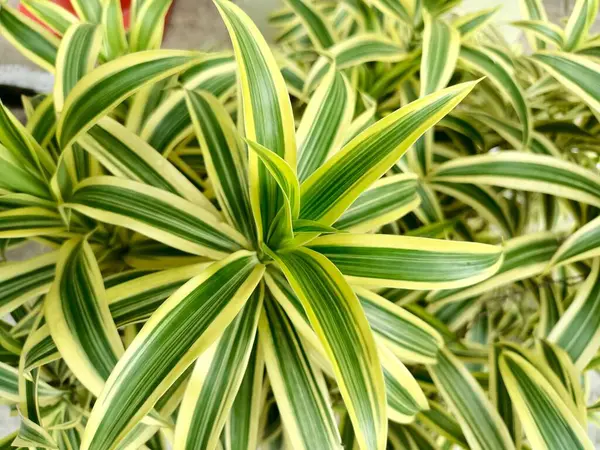 Dracaena parfümünün bir çeşidi ya da daha çok bilinen adıyla Song of India..