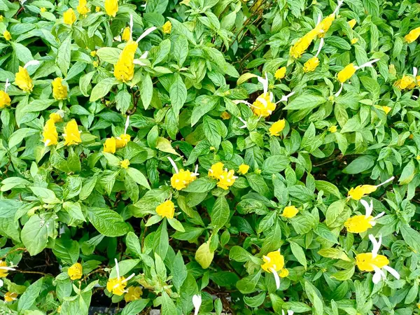 Pachystachys lutea ya da daha çok bilinen adıyla Lolipop Bitkisi.