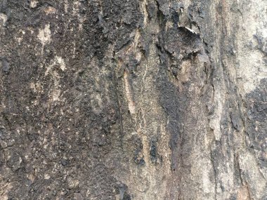 Kaba ve pürüzlü ağaç kabuğu. Ağaç kabuğunun rengi gri ve kahverengidir.