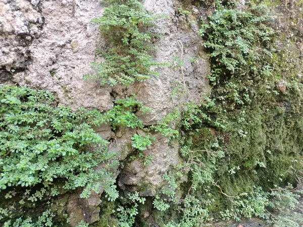 Meleğin gözyaşları nemli duvarlarda büyüyen bitkiler görülebilir..