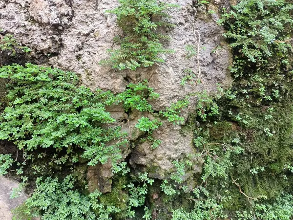 Meleğin gözyaşları nemli duvarlarda büyüyen bitkiler görülebilir..