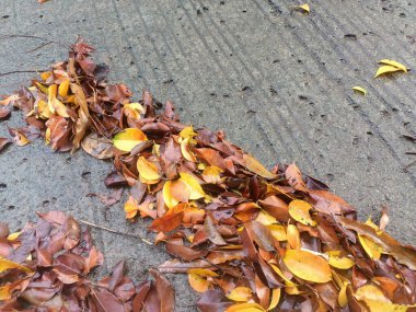 Yağmurdan sonra asfalta saçılmış yapraklar.