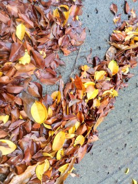 Yağmurdan sonra asfalta saçılmış yapraklar.