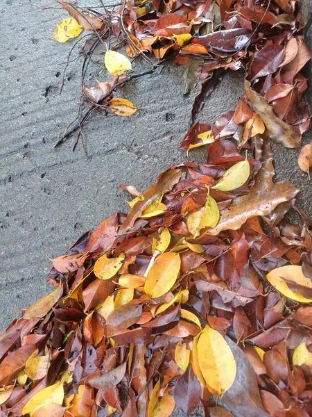 Yağmurdan sonra asfalta saçılmış yapraklar.