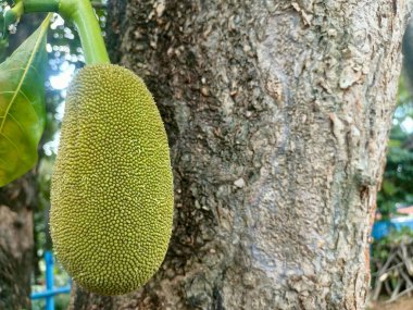 Sağlam bir ağaçtan sarkan genç kaya meyvesi, derisinin eşsiz yapısını kırışık ağaç gövdesi ve yeşil yaprakların arka planında gösteriyor..