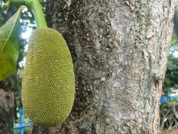 Sağlam bir ağaçtan sarkan genç kaya meyvesi, derisinin eşsiz yapısını kırışık ağaç gövdesi ve yeşil yaprakların arka planında gösteriyor..
