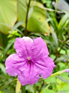 parlak mor çiçekler, yeşil yeşillik arka plan