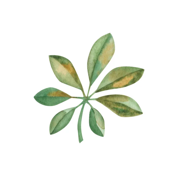 Ilustracja Akwarela Ręcznie Malowany Zielony Żółty Liść Schefflera Liście Tropikalne — Zdjęcie stockowe