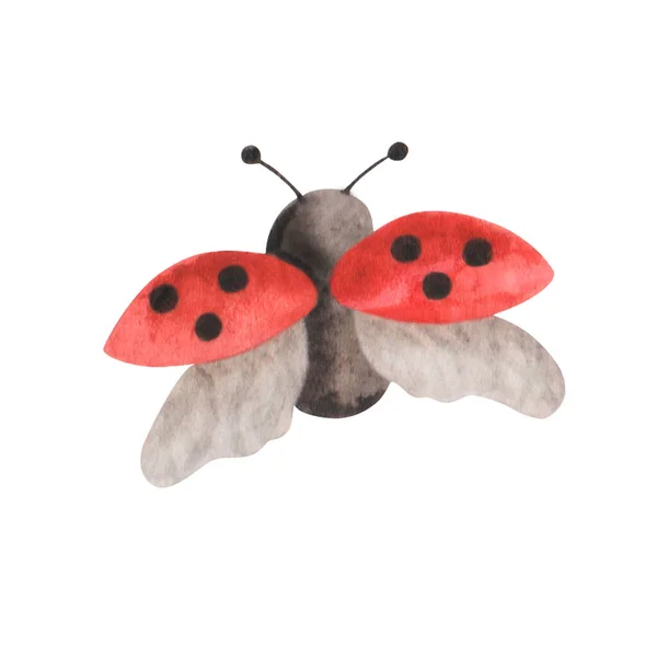 手の水彩画は黒い点で赤いてんとう虫を描き 翼を広げました 虫の虫だ レッド レディ ビートル カード用の分離されたクリップアート要素 — ストック写真