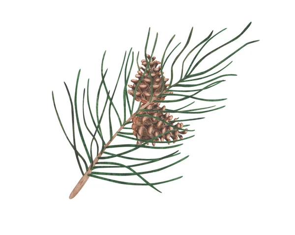 Watercolor Illustration Hand Painted Fir Tree Branch Pine Spruce Brown — Stock Photo, Image
