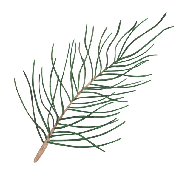 Watercolor Illustration Hand Painted Green Fir Tree Pine Spruce Branch — Stock Photo, Image