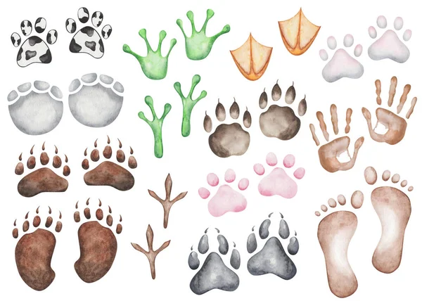 수채화의 발자국을 수채화 코끼리 개구리 고양이 동물의 동물간의 관계를 — 스톡 사진