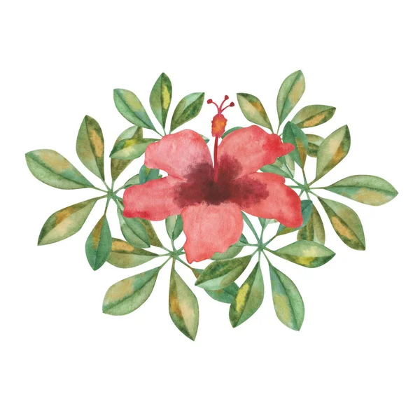 Aquarelillustratie Met Hand Geschilderde Groene Schefflera Bladeren Rode Hibiscus Bloem — Stockfoto