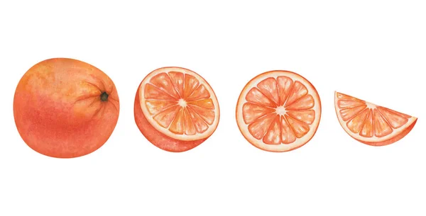 水彩イラスト 手描きのオレンジ グレープフルーツ みかん全体 カット スライス 熱帯柑橘類の果物 フレッシュジュース成分 ビタミンC食品の分離クリップアート — ストック写真