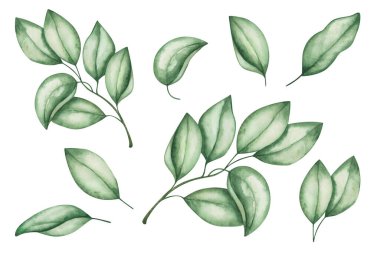 Suluboya çizimi. Elle boyanmış yeşil yapraklar ve ağaç dalları. Bahar, yaz yaprakları. Orman doğası. Orman bitkileri. Kumaş tekstil, ambalaj baskıları, poster için izole edilmiş klip sanatı