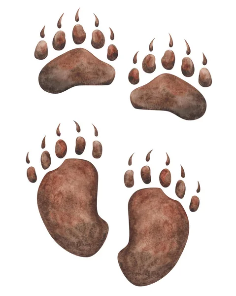 Watercolor Illustration Hand Painted Brown Bear Paws Footprint Claws Panda — Photo