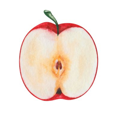 Watercolor illustration. Hand painted red apple cut in half with brown seeds. Sweet, ripe fruit. Raw food. Fresh juice ingredient. Summer, autumn harvest. Isolated clip art for poster, print, banner