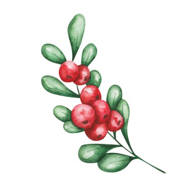 Watercolor illustration. Hand painted branch with red, round berries and green leaves. Cranberry, cowberry, currant. Summer, autumn harvest of food. Forest berry. Isolated clip art for pattern, print
