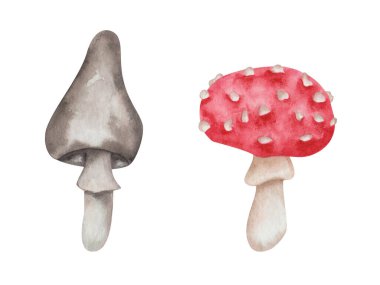 Watercolor illustration. Hand painted mushrooms in red with white dots and grey. Inedidle fungus. Flybane. Nature, woodland, forest plant. Isolated food clip art for autumn textile prints, stickers