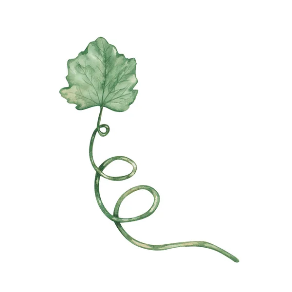 Watercolor Illustration Hand Painted Green Branch Leaf Tendril Grape Leaf — Stock Photo, Image