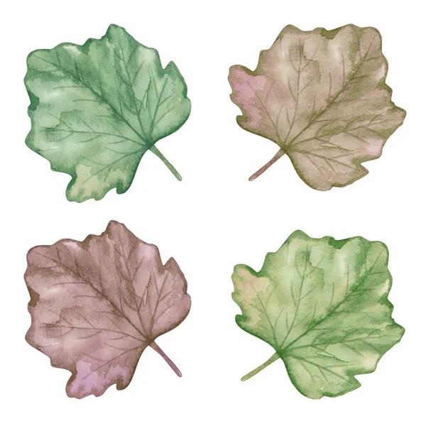 Watercolor Illustration Hand Painted Green Leaf Grape Leaf Pumpkin Leaf — Stock Photo, Image