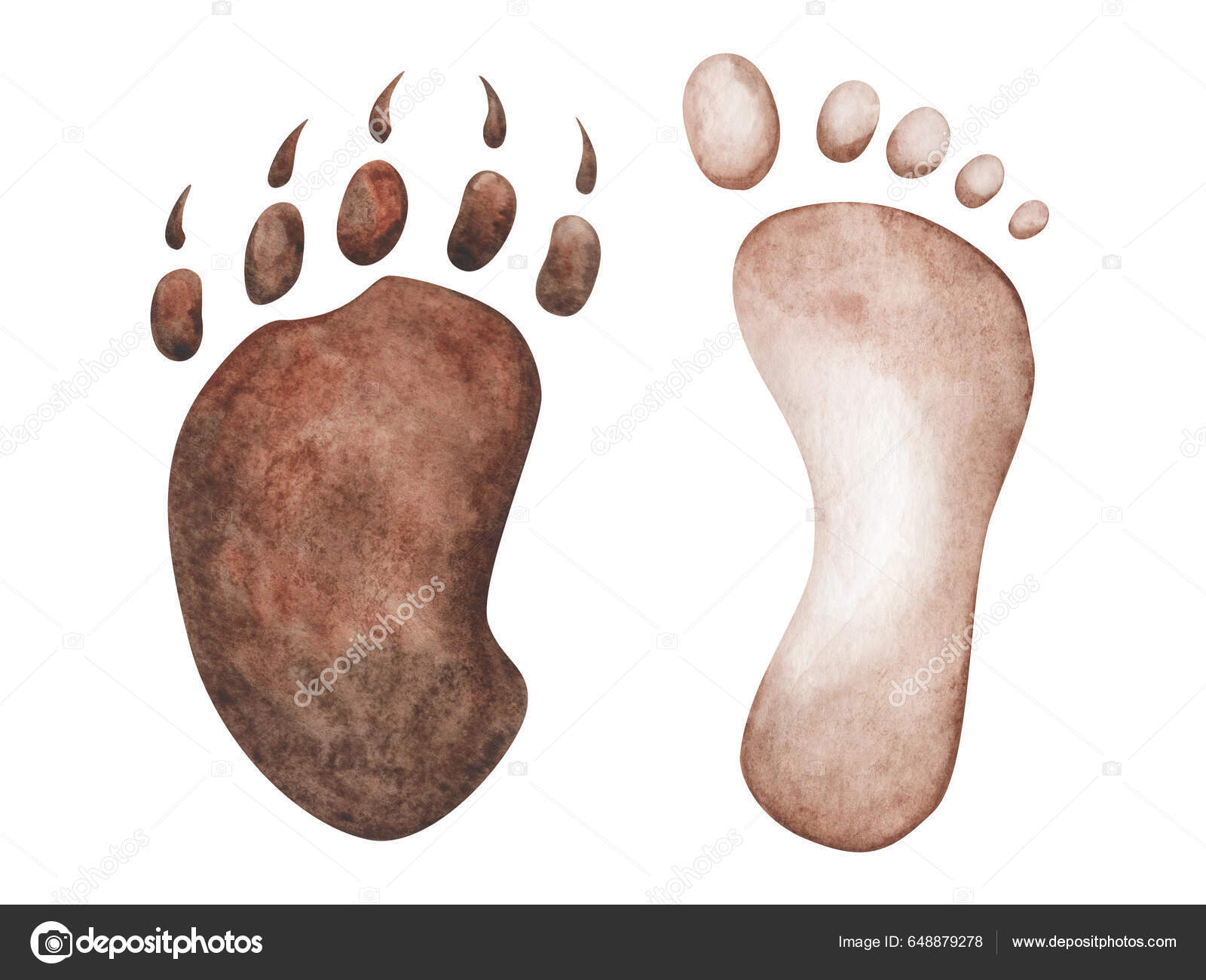 Ilustración Acuarela Huella Marrón Pintada Mano Humano Huella Pata Oso  Ilustración de stock #648879278 de ©OlgaSidelnikova, image size:1600x1300