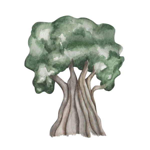 水彩イラスト 手は緑の葉 冠と大きな幹で大きな抽象的な木を描いた オークの木 オリーブの木 庭の自然要素 バナー プリントのための分離されたクリップアート — ストック写真