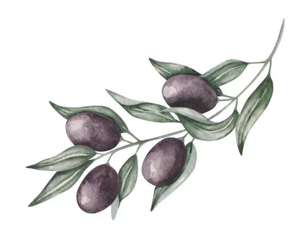 Watercolor Illustration Hand Painted Branch Black Olives Leaves Olive Tree — Stock Photo, Image