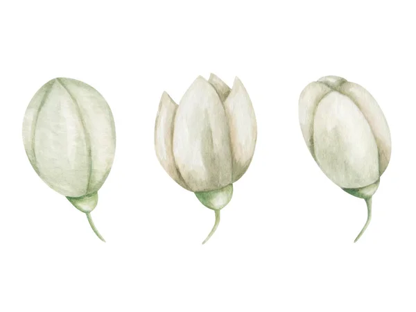 Акварельный Набор Иллюстраций Зеленые Бутоны Ручной Работы Белые Бежевые Цветы — стоковое фото