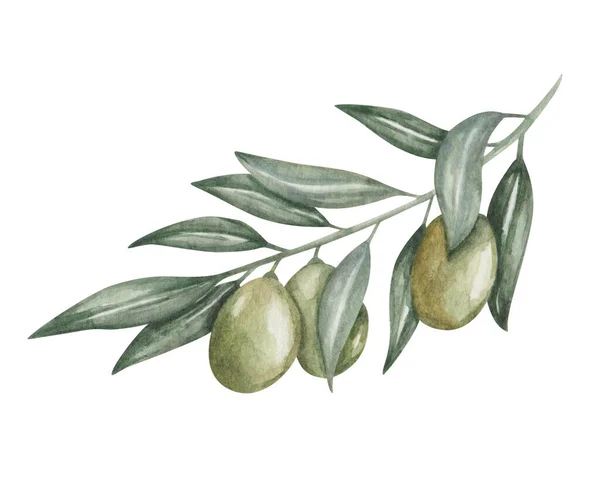 Ilustrace Akvarelů Ručně Malovaná Větev Zelených Oliv Listy Olivovník Středomořské — Stock fotografie