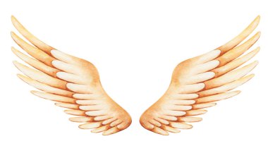 Suluboya çizimi. Elle boyanmış kanatlar, sarı, uçan kuşlar için altın tüyler: şahin, serçe, kartal, şahin. Melek kanatları, aşk tanrısı, melek, pegasus. Baskı ve afişler için ayrı klip sanatı