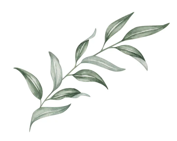 Aquarell Illustration Handbemalter Zweig Mit Blättern Olivenzweig Eukalyptus Weiden Zweig — Stockfoto