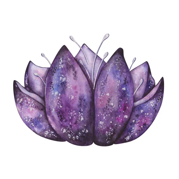 水彩イラスト 紫の色で手描き蓮の花 Nenuphar 星空の空間の色 花はたくさん咲きます バナーのための孤立した花クリップアート — ストック写真