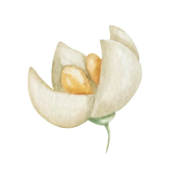 Ilustração Aquarela Pintado Mão Flor Branca Bege Com Quatro Pétalas — Fotografia de Stock