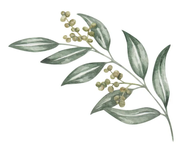 Ilustrace Akvarelů Ručně Malovaná Větev Zelenými Dlouhými Špičatými Tenkými Listy — Stock fotografie