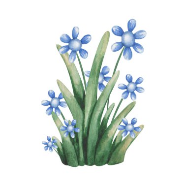 Suluboya çizimi. Elle boyanmış yeşil yapraklı mavi çiçekler. Buket, ot, çalı. Tarlalarda kır çiçekleri, çayırlar. Papatyalar, papatyalar. Çiçek maddesi. İzole edilmiş klip sanatı baskılar, afişler için