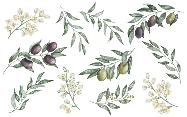 Sada Ilustrací Akvarelu Ručně Malovaná Větev Černých Zelených Oliv Listy — Stock fotografie
