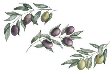 Resimlerin suluboya seti. Elle boyanmış siyah ve yeşil zeytin dalları ve yapraklar. Zeytin ağacı. Akdeniz meyveleri. Botanik elementler. Pankartlar ve reklamlar için münferit doğa klip sanatı