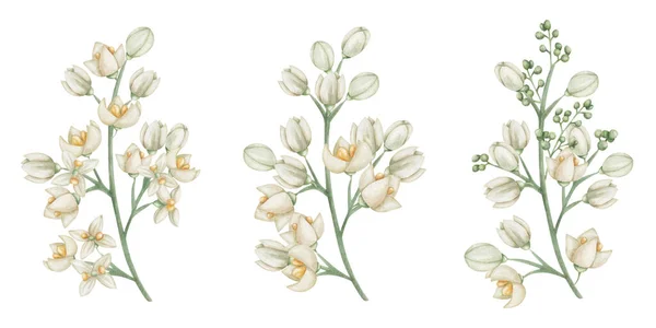 Sada Ilustrací Akvarelu Ručně Malované Větve Kvetoucími Květy Bílých Béžových — Stock fotografie