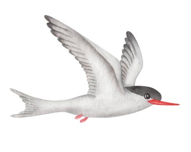 Suluboya çizimi. Beyaz kanatları, tüyleri, kırmızı gagası ve siyah kafası olan el boyası arktik deniz feneri. Kanatları açık uçan deniz kuşu. Martı, sterna. Kuş havalandı. İzole edilmiş hayvan klipsi sanatı