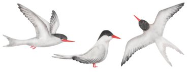 Watercolor set of illustrations. Hand painted arctic terns with white wings, feathers, red beak and black head. Flying seabirds with spread wings. Seagull, sterna. Bird in the air. Isolated clip art clipart