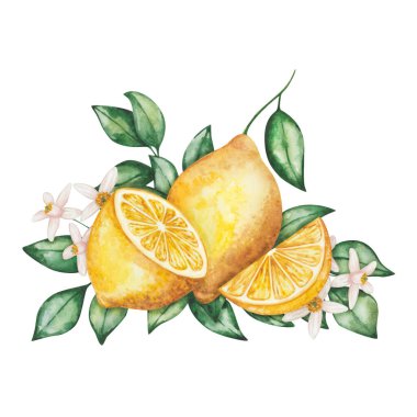 Suluboya çizimi. Yeşil yapraklı, çiçekli, dallı limonlar. İkiye bölünmüş, dilimlenmiş limon. Tropik turunçgil meyveleri. Taze meyve suyu. C vitamini. Yemek klipsi sanatı.