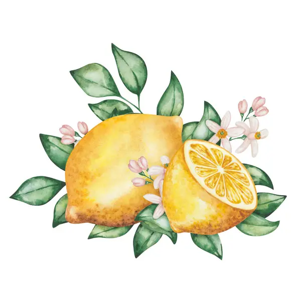 Акварель Покрашенные Вручную Лимоны Зелеными Листьями Цветами Ветвями Разрезанные Пополам Лицензионные Стоковые Фото