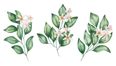 Resimlerin suluboya seti. Portakal dalları, greyfurt, mandalina, limon, kireç, çiçek açan çiçekler, yeşil yapraklar. Tropik turunçgil meyveleri. İzole edilmiş çiçek tokası sanatı