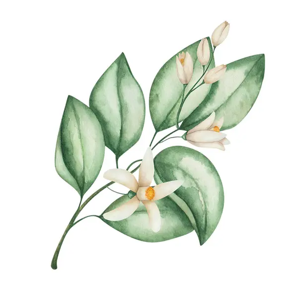 Ilustração Aquarela Ramo Pintado Mão Com Flores Flor Folhas Verdes Imagem De Stock