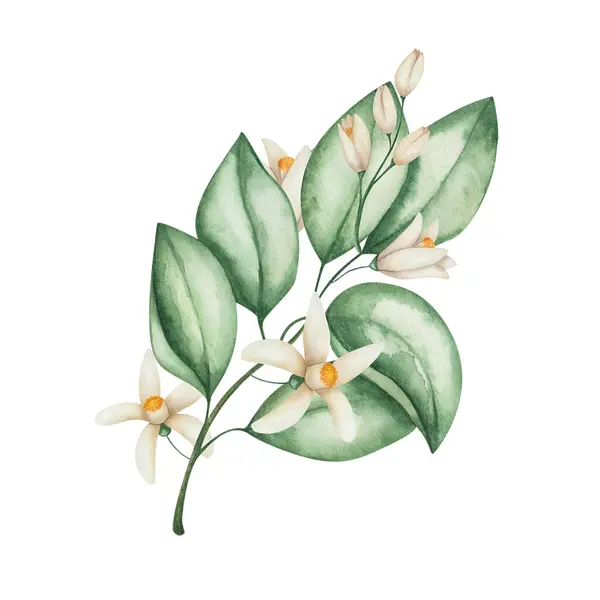 Akvarell Illusztráció Kézzel Festett Virágzó Virágokkal Zöld Levelekkel Bézs Szirmokkal Stock Fotó
